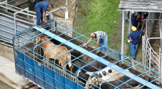 El estado de emergencia zoosanitaria se declaró esta semana en todo el país. Foto: Cortesía