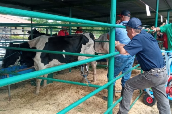 La presencia de reses enfermas les ha obligado a reforzar sus medidas de protección, para evitar la perdida de sus animales. Foto. Thays Domínguez