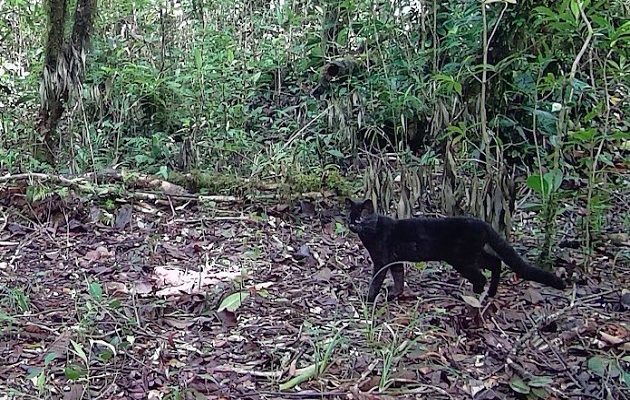 En Panamá se ha observado que está apareciendo mucho el melanismo en la oncilla, que es cuando la piel se torna oscura. Foto: Proyecto Ecografe/Crecobian/Unachi