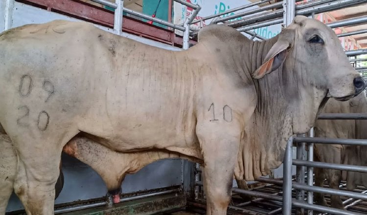 The minister rules out that this is affected by beef marketing