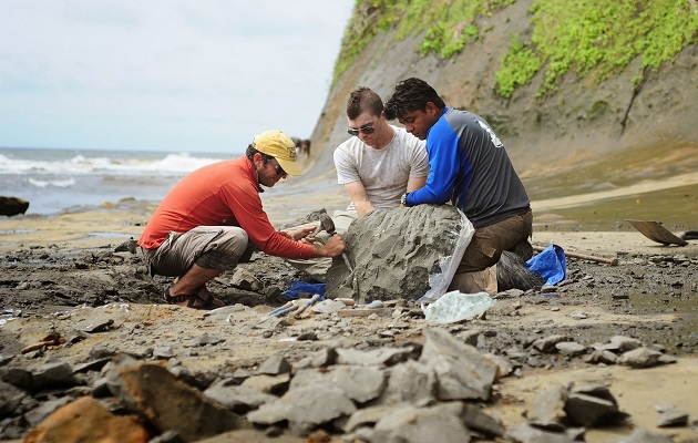 La escasez de mamíferos marinos fósiles del Caribe occidental ha dificultado hasta ahora la comprensión del pasado profundo de la región. Foto: Smithsonian