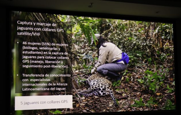 Los jaguares han perdido el 54% de su hábitat natural. Foto: Cortesía MiAmbiente