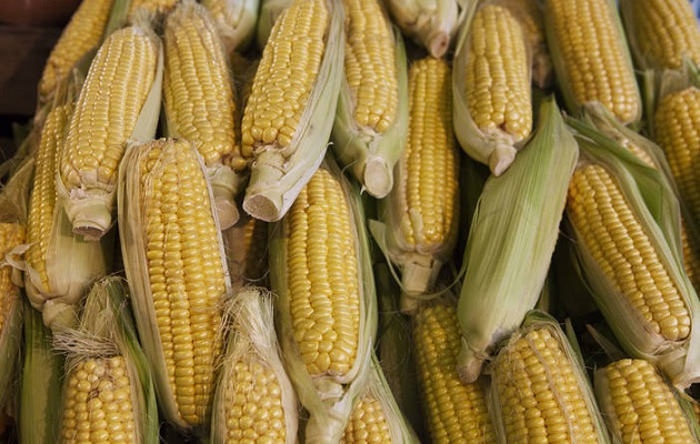  El maíz fue uno de los productos que más contribuyó al crecimiento general del comercio agrícola el pasado decenio. Foto: FAO