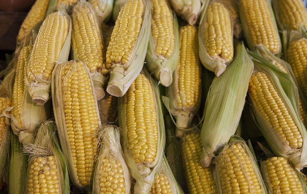 El maíz fue uno de los productos que más contribuyó al crecimiento general del comercio agrícola el pasado decenio. Foto: FAO