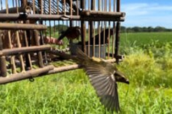 Las aves fueron evaluadas y tras verificar su buen estado, se procedió a liberarlas a un hábitat natural. Foto. Cortesía MiAmbiente