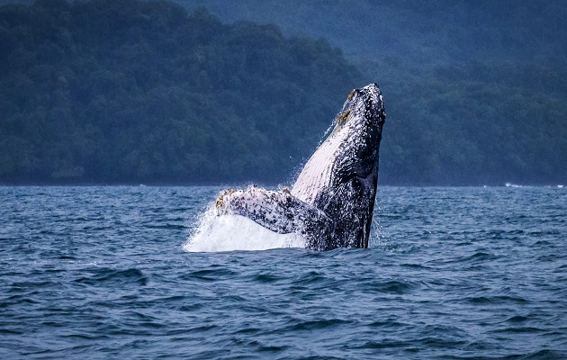 La ballenas generan ingresos en el turismo de ciertos sectores. Foto: Cortesía MiAmbiente