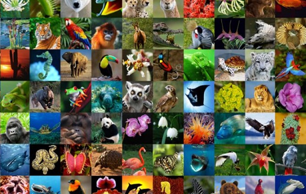 Millones de especies animales y vegetales se comercializan en el mundo. Foto: Cites