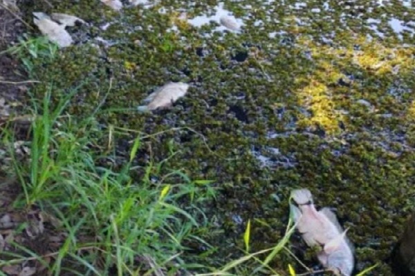 A la población le preocupa la posibilidad de una contaminación que acabe con la fauna de este lago. Foto. Thays Domínguez