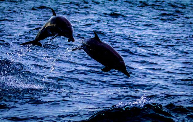 Panamá tienen poblaciones de delfines costeros que habitan en zonas costeras los 365 días del año. Foto: Mi Ambiente