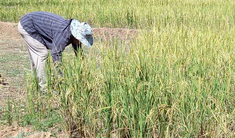 Panamá es uno de los principales países consumidores de arroz en el mundo. Foto: Archivo