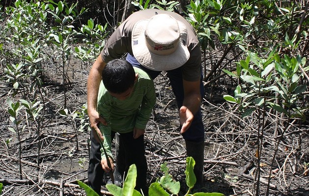 El área está siendo repoblada con propágulos de mangle rojo y mangle achaparrado. Foto: Eric A. Montenegro