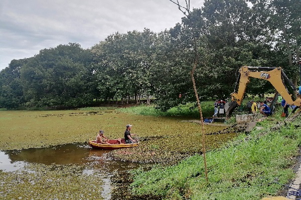 Cuadrillas de diversas instituciones realizan labores para retirar esta planta, oxigenar el agua y de esta forma darle vida al famoso lago, ubicado en la feria de San Sebastián. Foto. Thays Domínguez