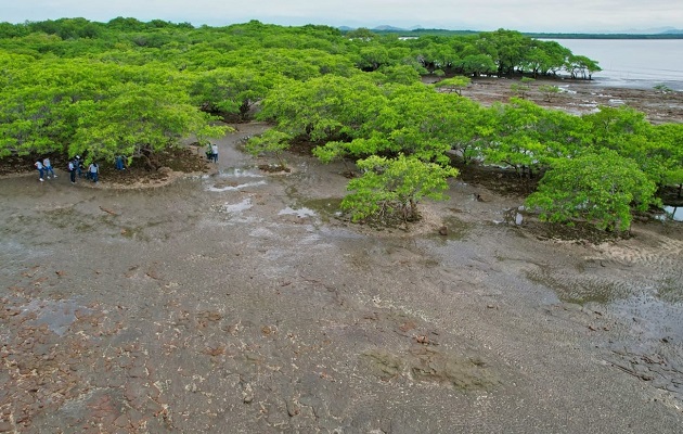 En menos de una década Panamá ganó 6,480 hectáreas de manglares. Foto: Cortesía MiAmbiente