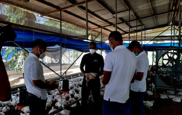 Inicia el proyecto avícola de autogestión número 31 en  el Centro de Cumplimiento de Las Garzas (CCLG). Foto: Cortesía