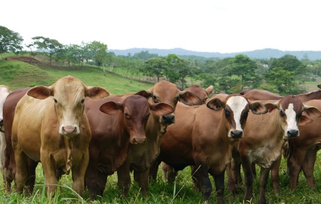 El ganado produce grandes emisiones de metano. Foto: Cortesía/ Mida