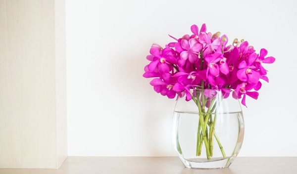 Cómo cuidar mis flores en caja? – FlorerÍa La Botánika Perú