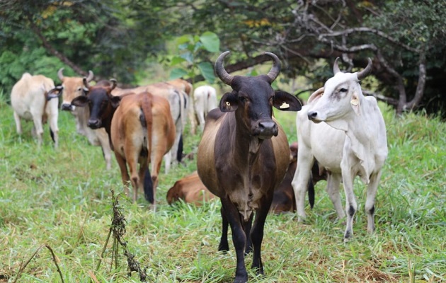 Este año Panamá acumula 4,343 casos de gusano barrenador. Foto: Cortesía/MIDA