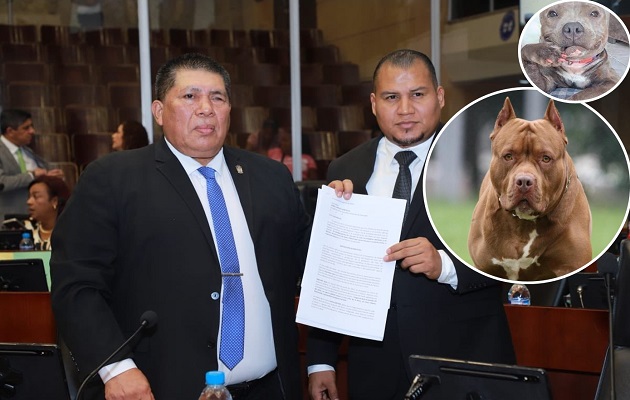 Abel Beker propuso este jueves el anteproyecto de ley que regula la tenencia de pitbulls en Panamá. Foto: Cortesía AN
