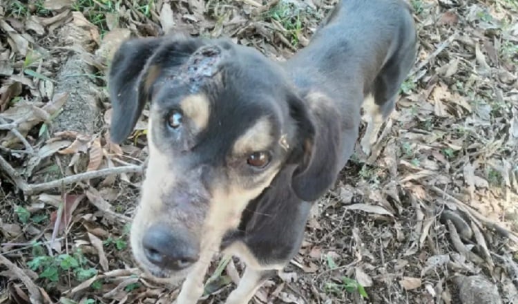 Uno de los perros rescatados por Chang Puppies, el cual había recibido fuertes golpes en la cabeza en la provincia de Veraguas. Cortesía