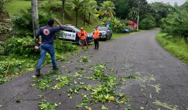 El mal tiempo ocasionó la caída de un árbol en la Costa Arriba de Colón. Foto: Cortesía Sinaproc