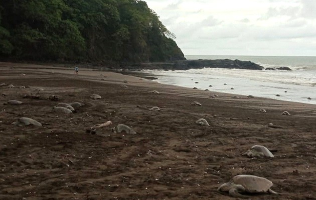  Miles de tortugas llegan a la costa a depositar sus huevos, un espectáculo natural que crece cada año. Foto: Thays Domínguez