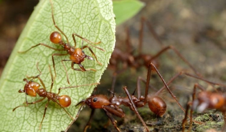 Las arrieras tienen gran capacidad para cosechar hojas de innumerables especies vegetales para cultivar el hongo del cual se alimentan. Foto: Cortesía