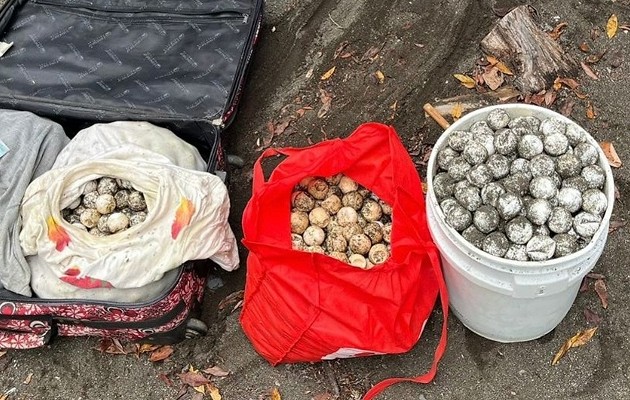 El primer decomiso de 1,857 unidades se dio en  la comunidad de Horcones, en Cambutal de Tonosí. Foto: Thays Domínguez, 