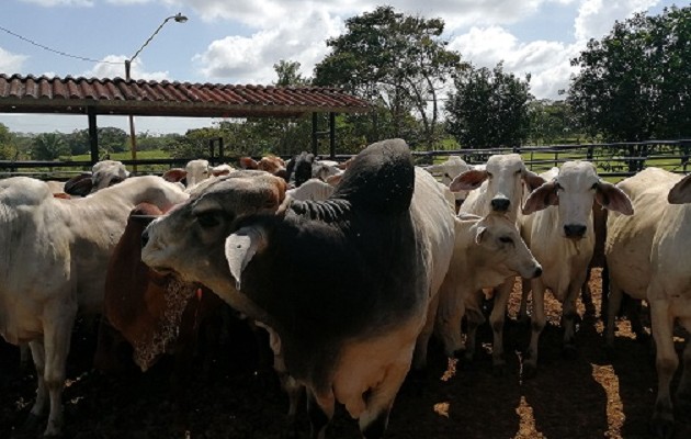 Hay insecticidas para uso de la ganadería, cuyo costo se presume pudieran estar especulando. Foto: Eric A. Montenegro,