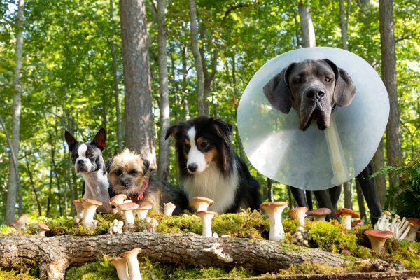 Reggie (el Border Terrier) y sus amigos. Foto: Universal