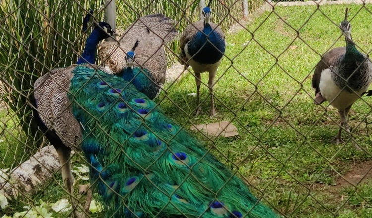 El brillo en el plumaje de los pavos reales se debe a una estructura cristalina microscópica que refleja diferentes longitudes de onda de luz.