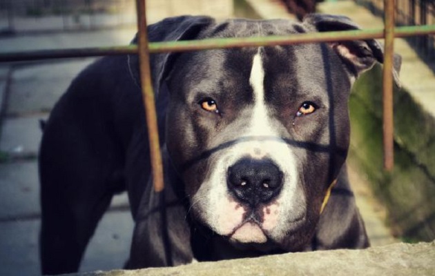 Los pitbulls han estado involucrados en agresiones durante los últimos años en Panamá. 