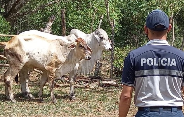 Los dos imputados fueron aprehendidos el 16 de agosto del 2023. Foto: Diomedes Sánchez 