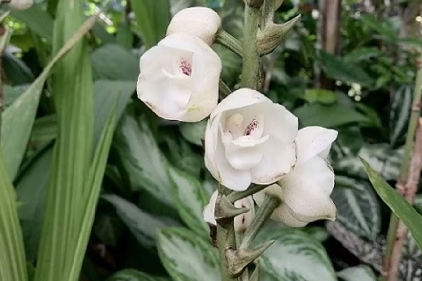 Quienes se dedican al cultivo de la flor nacional del Espíritu Santo, aseguran que el mes de septiembre es la fecha en que esta orquídea presenta su floración. Foto. Thays Domínguez