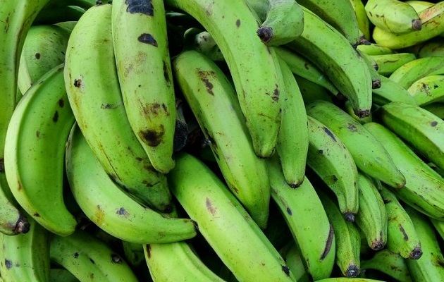 Los plátanos son de los productos agrícolas más consumidos por los panameños. Foto: Cortesía/MIDA
