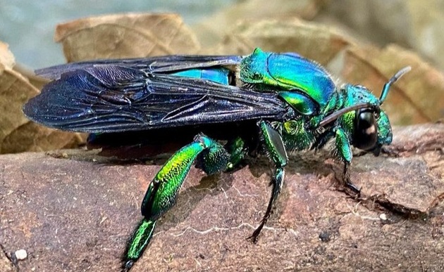 Los insectos cumplen un rol importante en los ecosistemas. Foto: Cortesía/Alonso Santos
