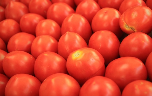 El tomate es un producto de gran demanda en Panamá. Foto: Cortesía/Mida