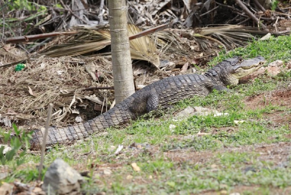 Entre los hallazgos del grupo de investigadores, es una importante población de reptiles, que en otras partes del país no se presenta. Foto Archivo