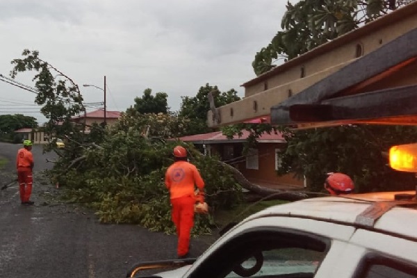 En la provincia de Chiriquí hubo árboles caídos en diversos sectores. Foto. Sinaproc