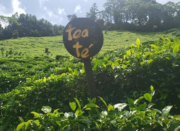 Plantaciones de té. Foto: Fanny Arias