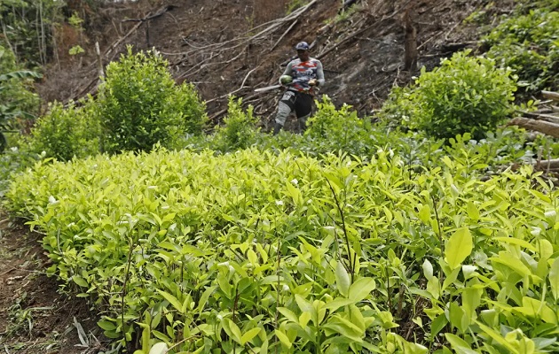 Coca crops have broken records in Colombia