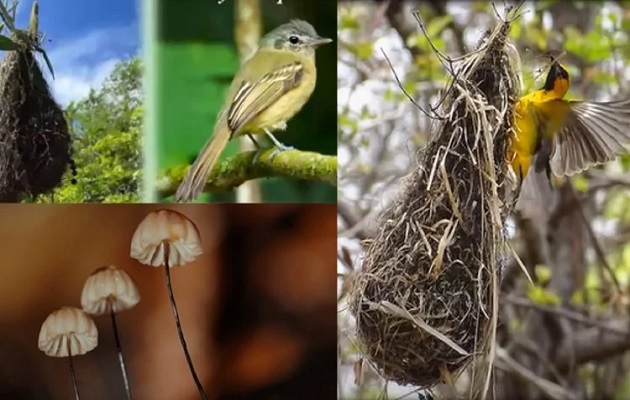 Observar las aves y su comportamiento les brinda variada información a los científicos. Foto: Cortesía