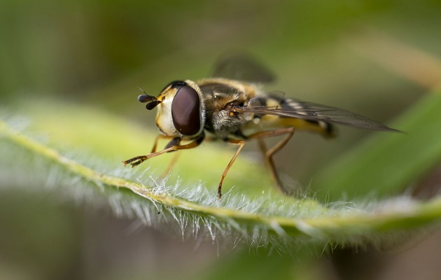 Para mitigar el riesgo de extinción de las especies amenazadas son necesarios más hábitats de alta calidad. Foto: EFE