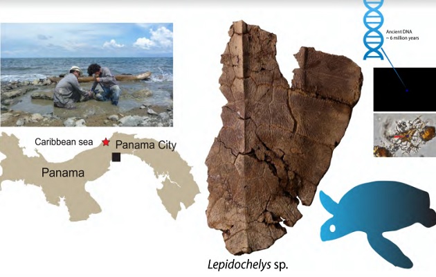 Poco se conoce sobre fósiles  del género Lepidochelys  de tortugas. Foto: Cortesía