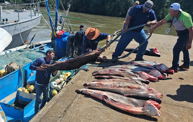 El peso estimado de las aletas es de 36.95 kilogramos. Foto: Cortesía/MiAmbiente