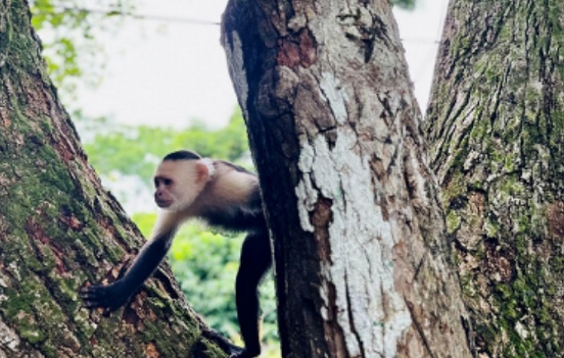 Según los estudiantes, la garantía de ver primates debe ser el principal atractivo. Foto: Cortesía