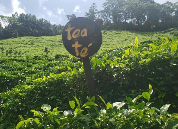 Plantaciones de té. Foto: Fanny Arias Plantaciones de té. Foto: Fanny Arias