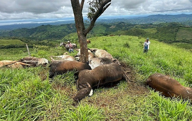 Los animales murieron tras una tormenta el martes, siendo encontrados por moradores de la comunidad, Foto: Thays Domínguez