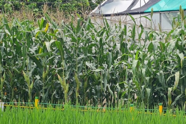 En la región no llueve desde hace 26 días, poniendo en riesgo la producción de maíz. Foto. Thays Domínguez