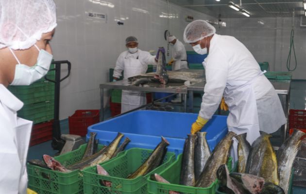 Exportación de productos pesqueros. Foto: Cortesía MICI