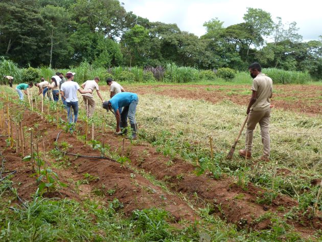 Gran parte de los estudiantes de Bachiller Agropecuario realizan sus prácticas en empresas privadas e instituciones gubernamentales.